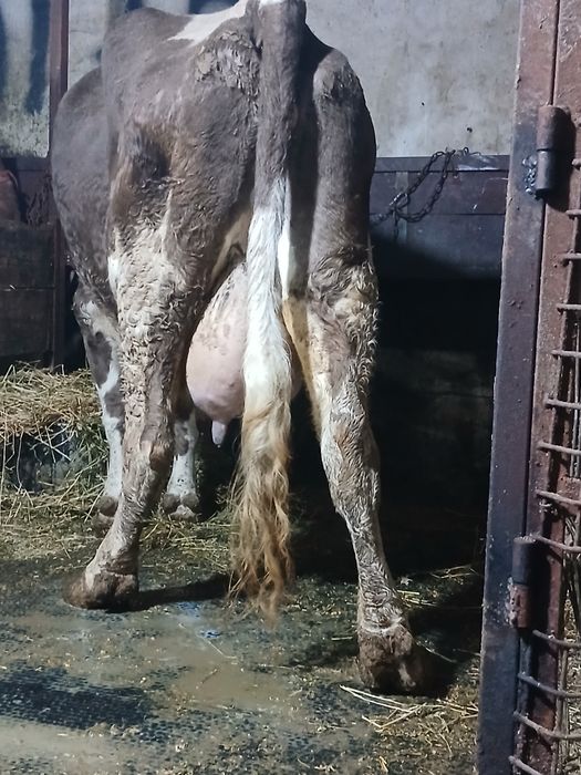 Vând 2 vaci cu lapte