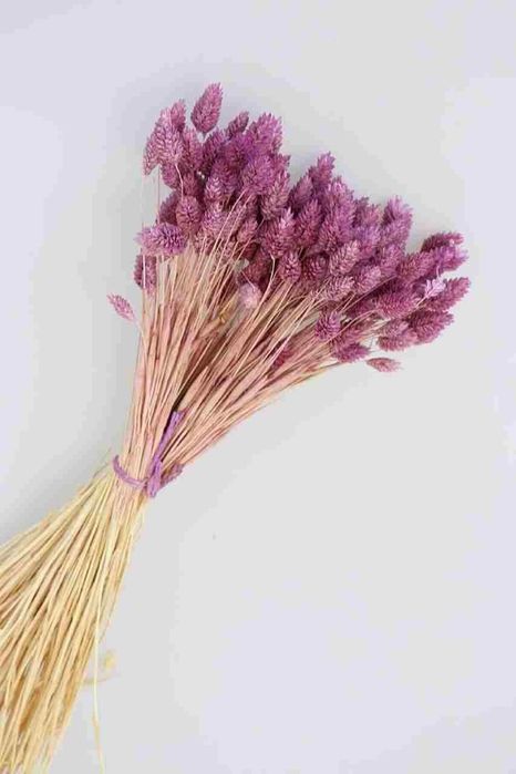 Сухоцветы для декора