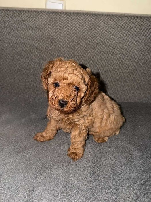 Сладки пудел/пудели той