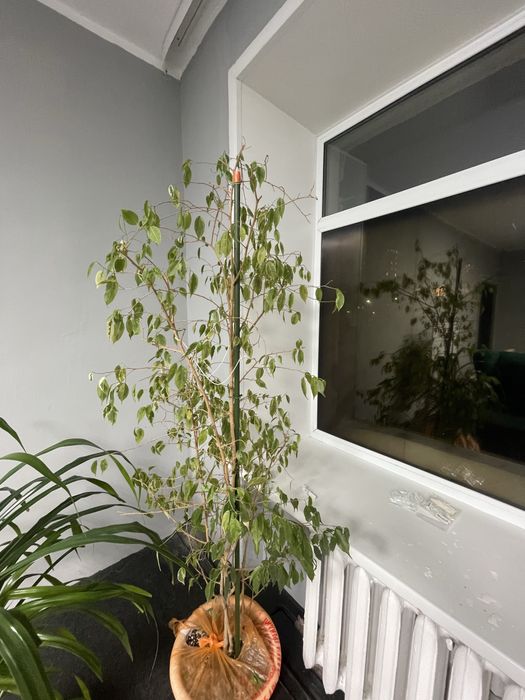 Продам 9000 фикус 2 м