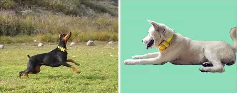 Beeper dog нашийник за ловно куче презареждаща батерия водоустойчив