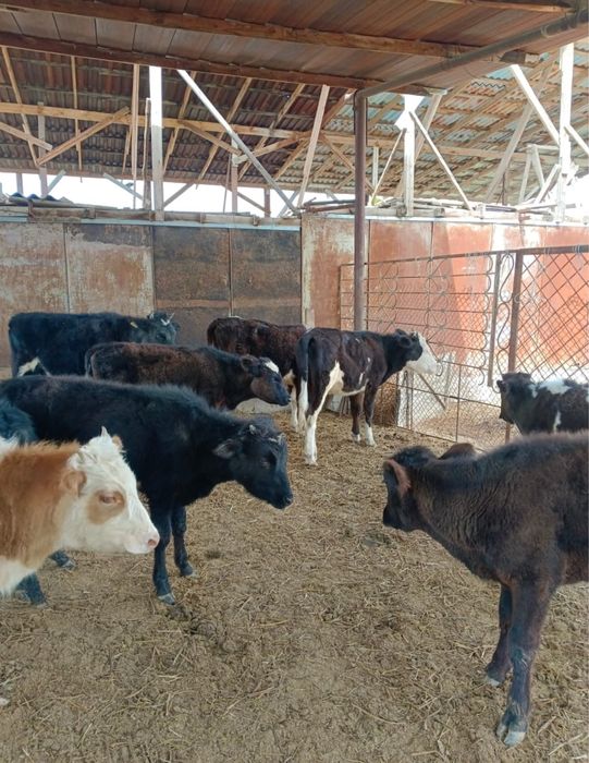 Продам телят срочно