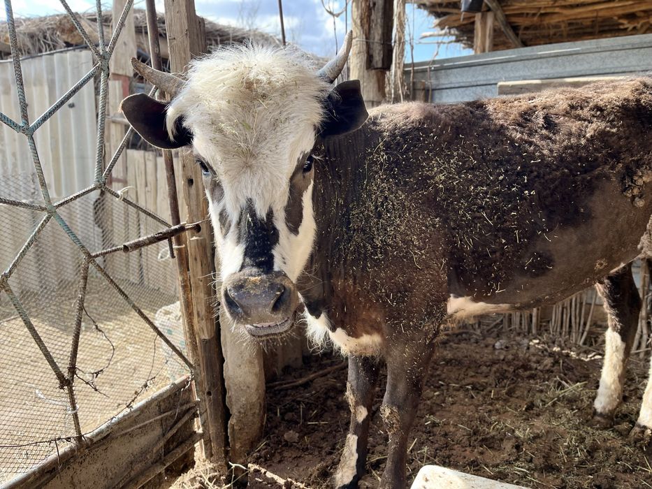 Баспақ сатылады, күйі жақсы.  семіз.
