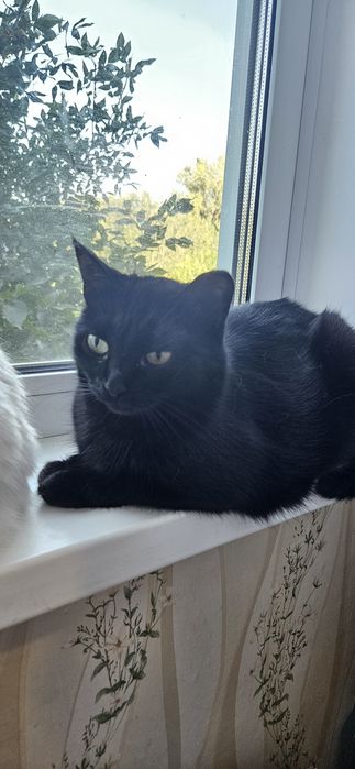 Ищет дом стерилизованная кошечка