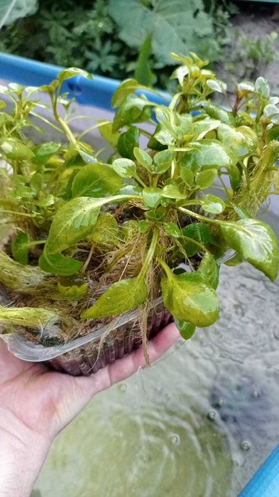 Аквариумные  растения