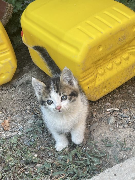 Котята бесплатно