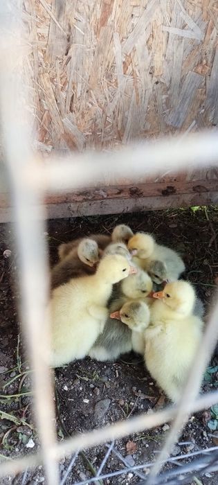 Продам маленьких гусят