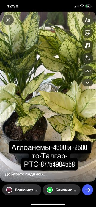 Орхидеии,Аглоанемы,Азалии,Цикас