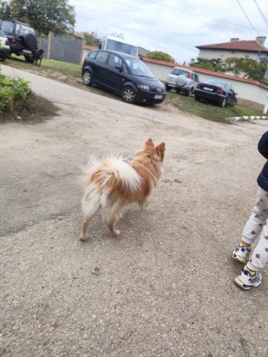 Свободен Мъжки Шпиц на 1 година