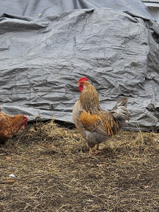 Продам домашних петухов.