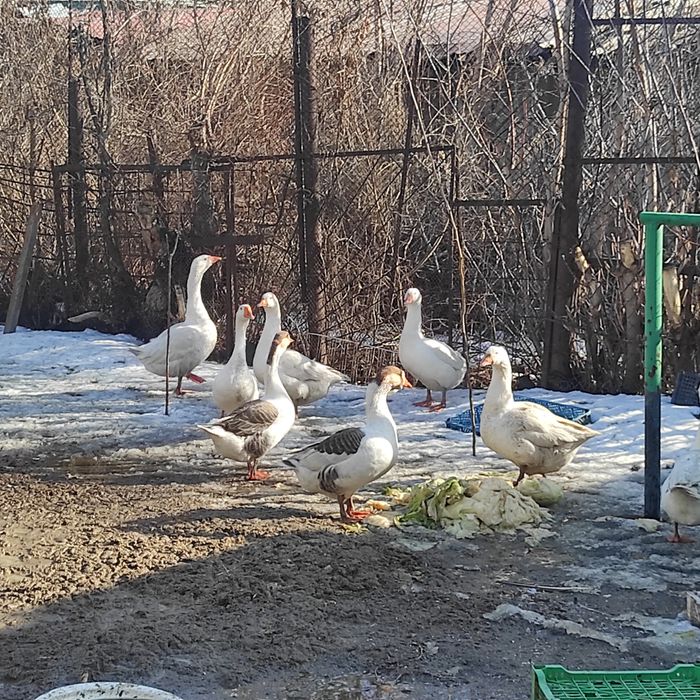 Продам гусынь, не дорого