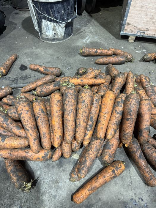 Морковь сорт Боливар