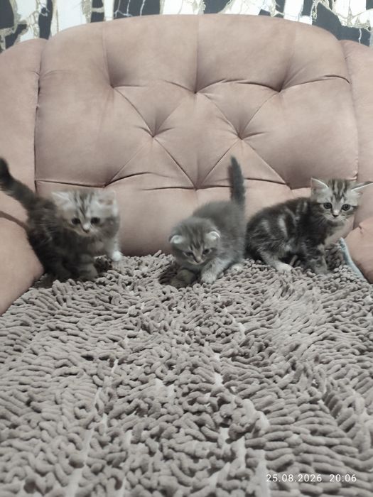 Котята. Британцы