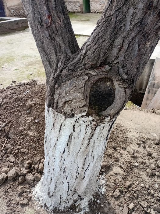 Arzon narxda o‘tin daraxt sotiladi