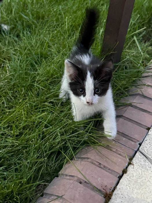 Отдам котят в добрые руки