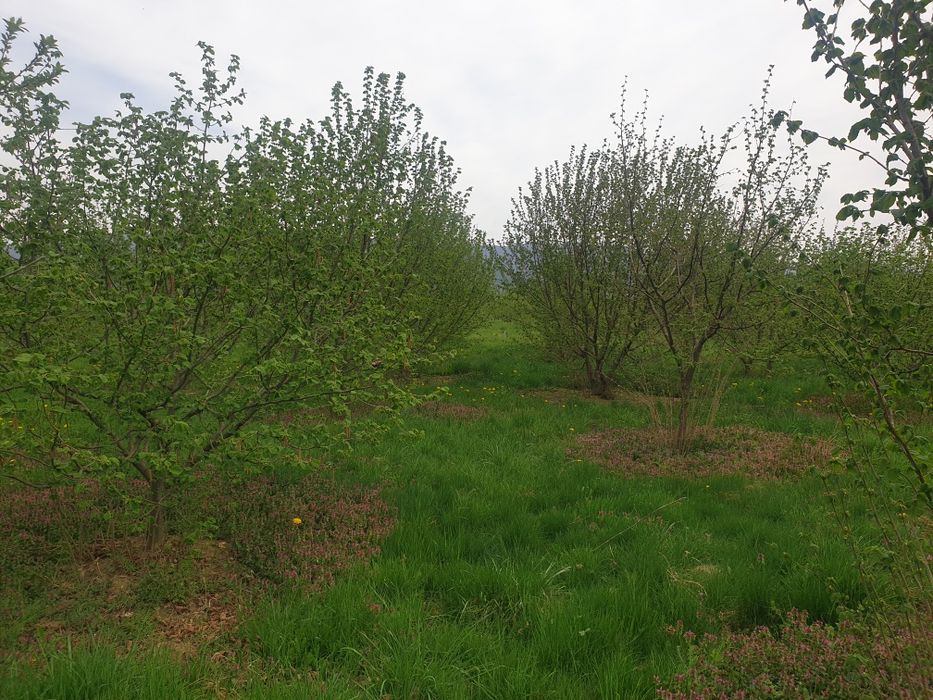 Продава се Земеделски имот в с. Шейново, Област Стара Загора -  кв.м за 3315 €/дка - Снимка #3