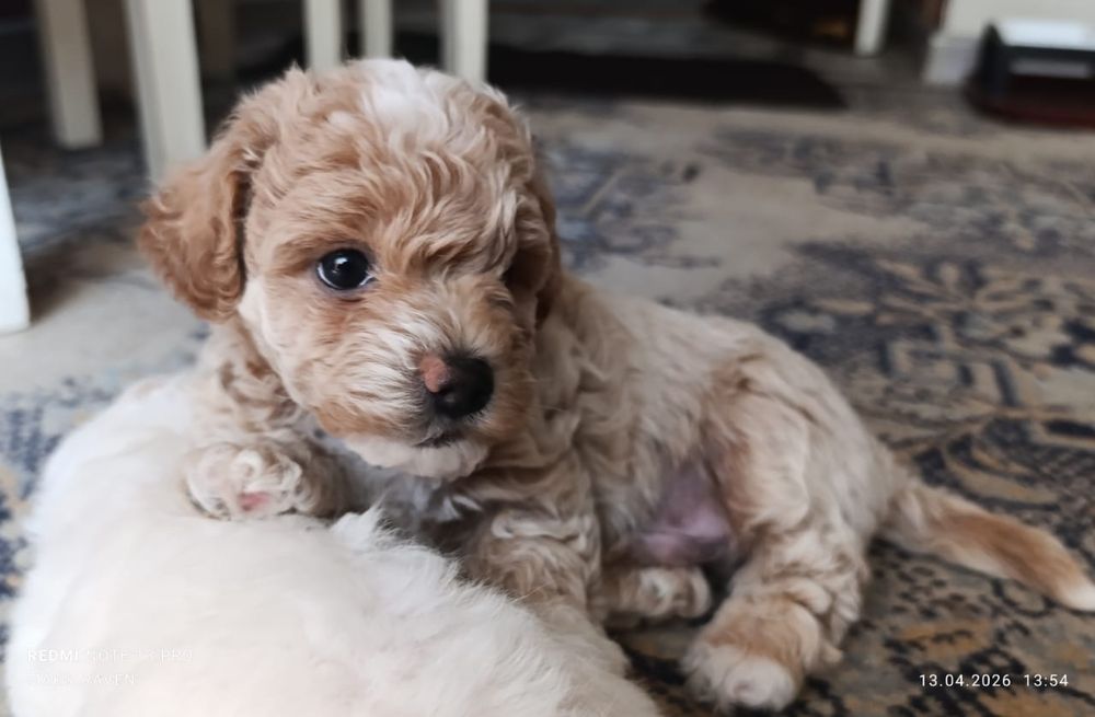 Продам щенков той - пуделя