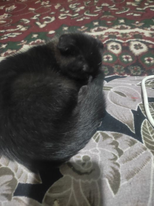 Кошичка домашняя