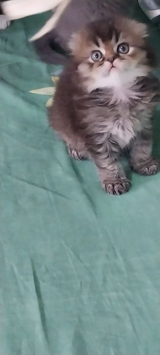 Хейланд фолд шиншила