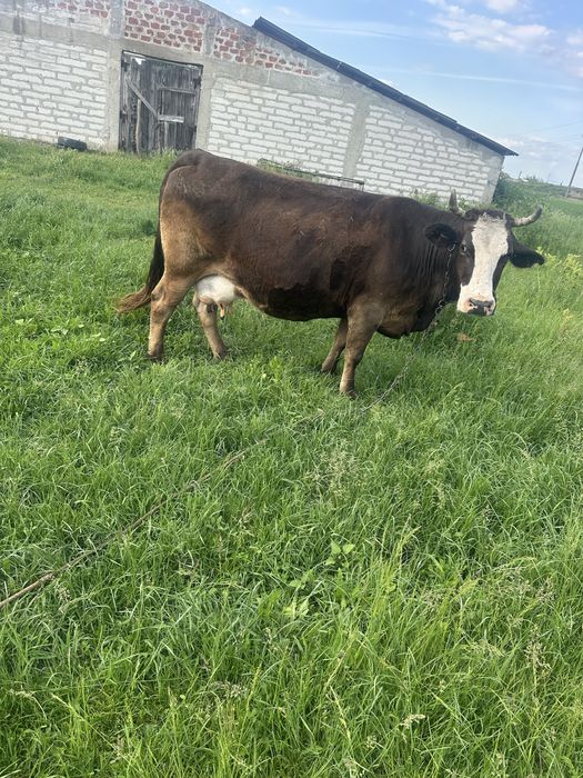 Vaca de prasila foarte cuminte !