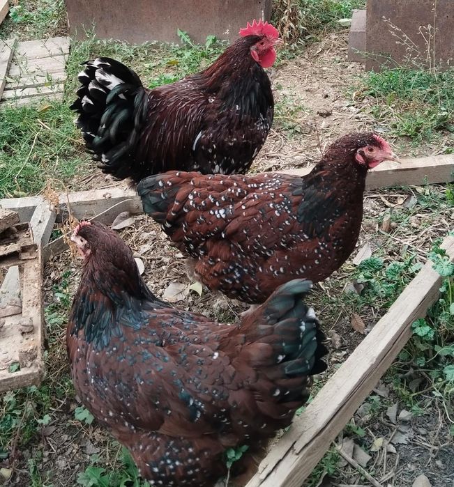 Продам домашних кур