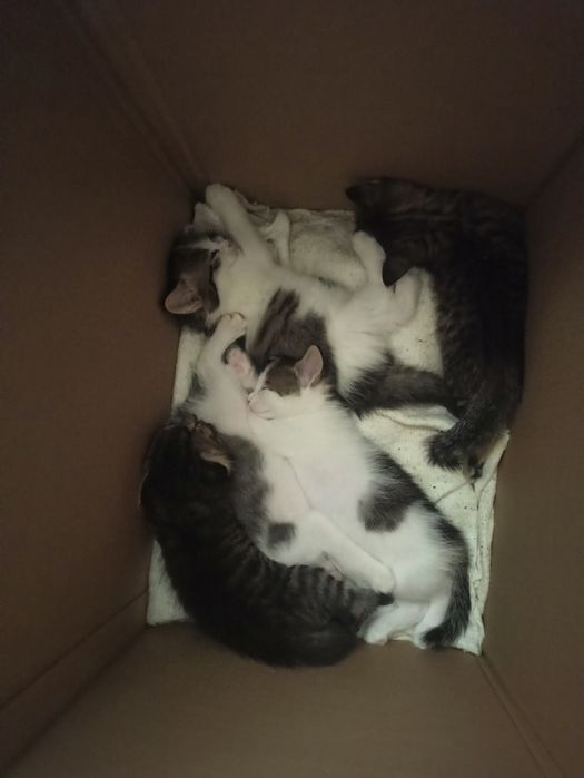 Подарю котят бесплатно