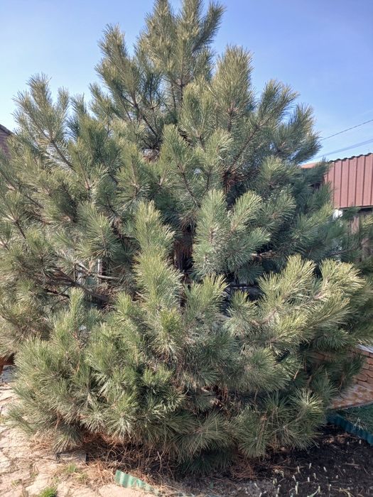 Крымская ель высокая