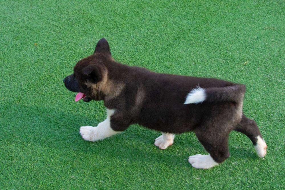 Американска акита