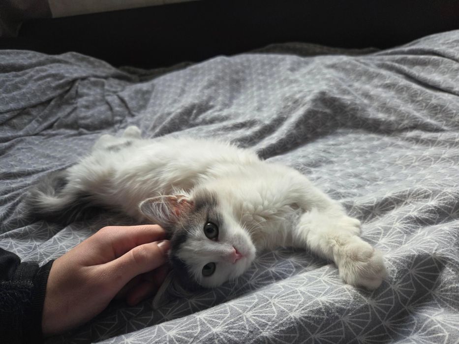 Коте си търси дом - Стара Загора, осиновяване