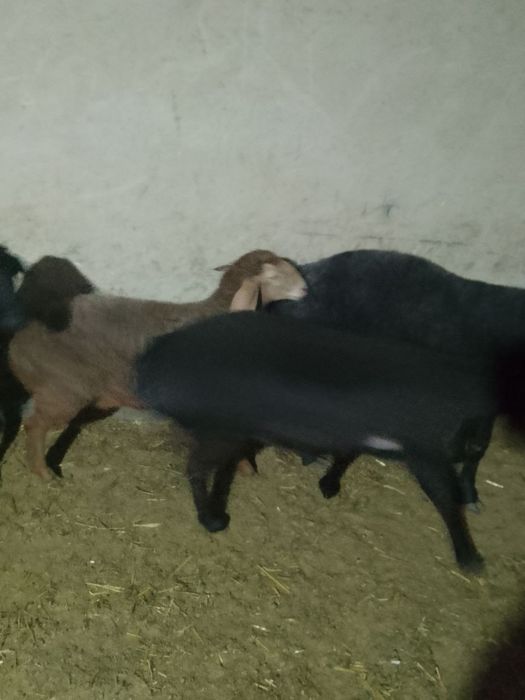 Ona bola quylar sotiladi