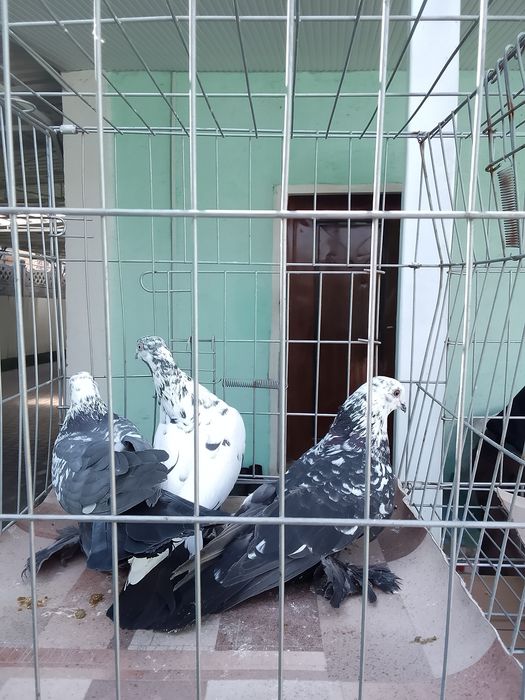 Голуби тараз продам