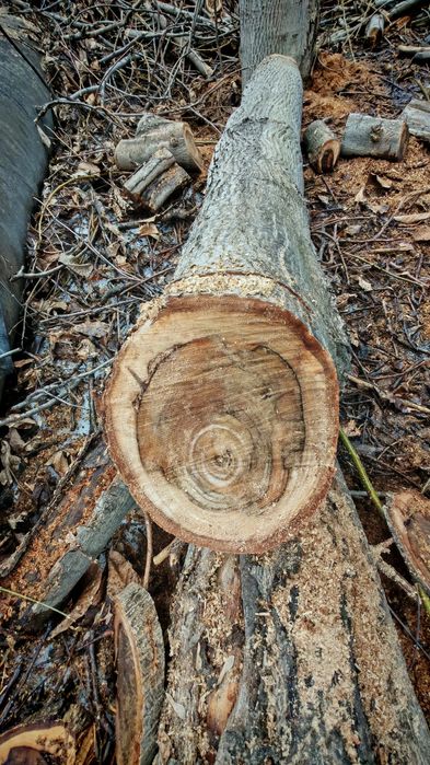 Орех 2 бревна продам