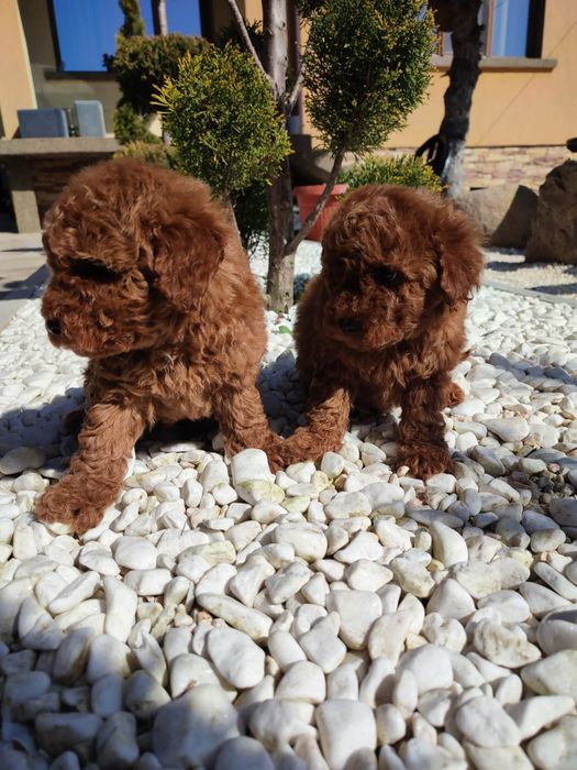 Пудел Той/Toy Poodle