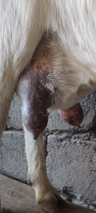 Заненнуб сауынды ешкі  сатылады