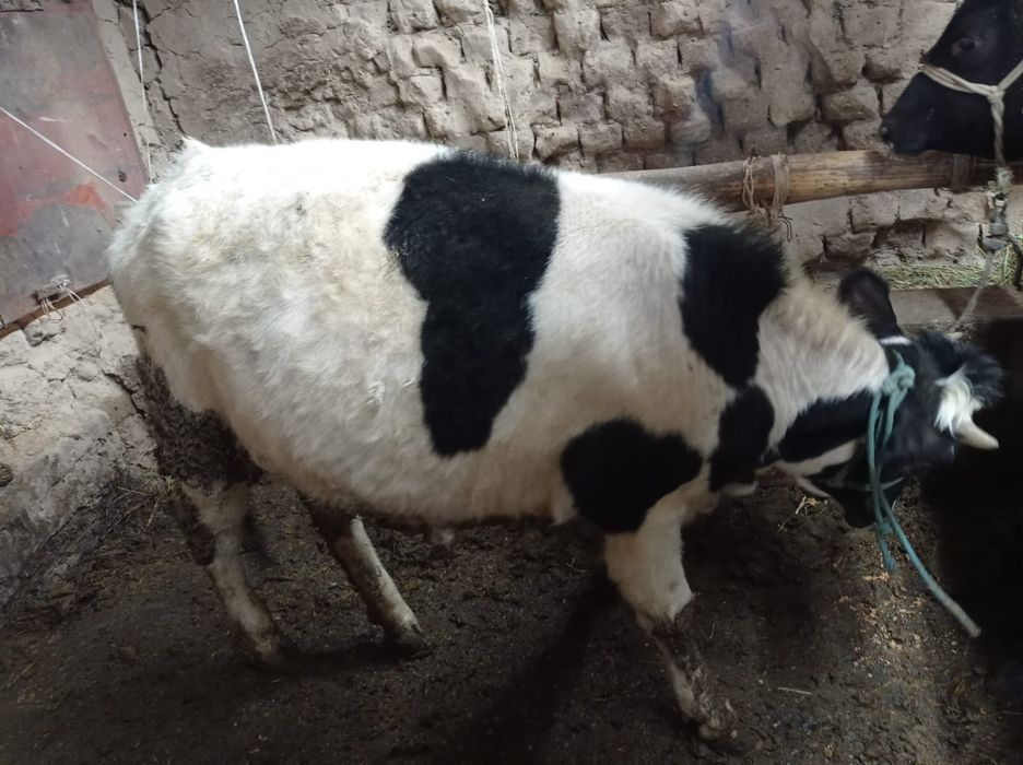 Тайнша Тёлка согым