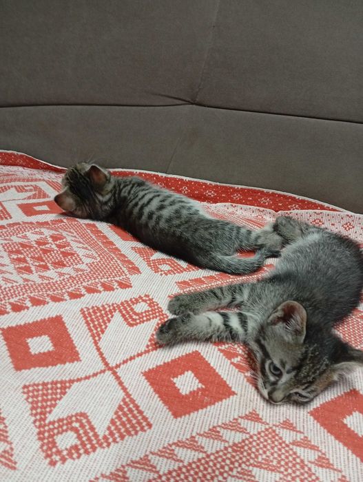 Отдам котят в добрые руки