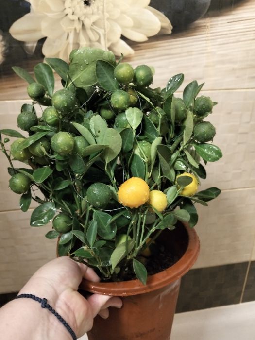 Продам  дерево мандарины