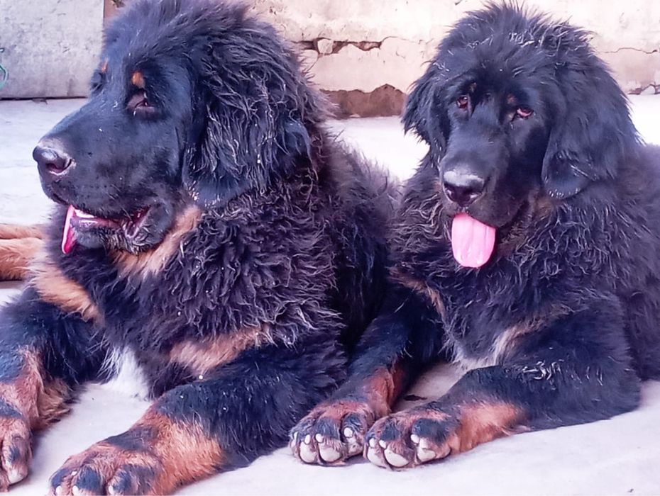 вязка тибесткий мастиф кобель