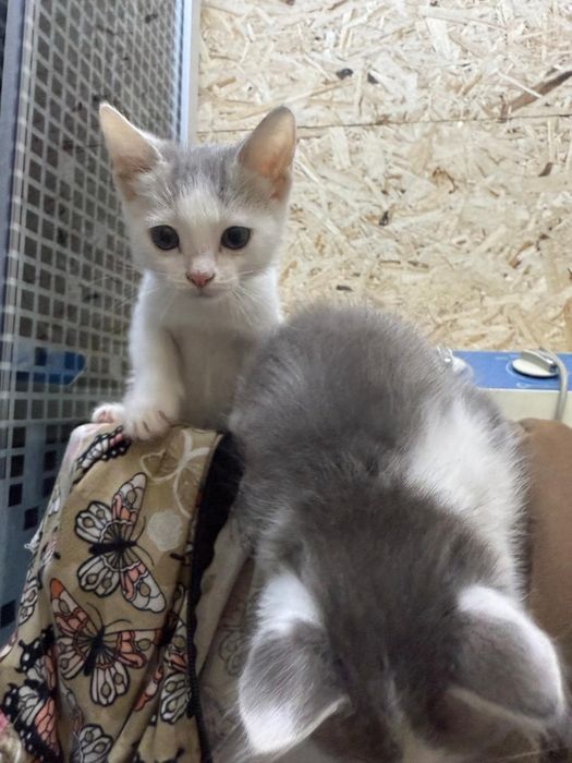 Продам котята.   .