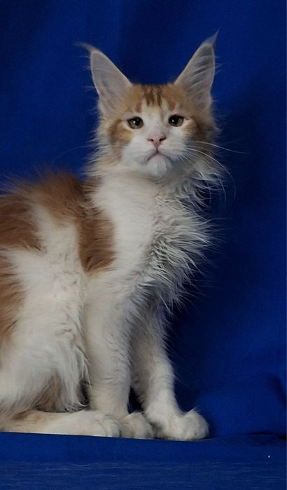 Самые кистявые мейн-куны в Казахстане!