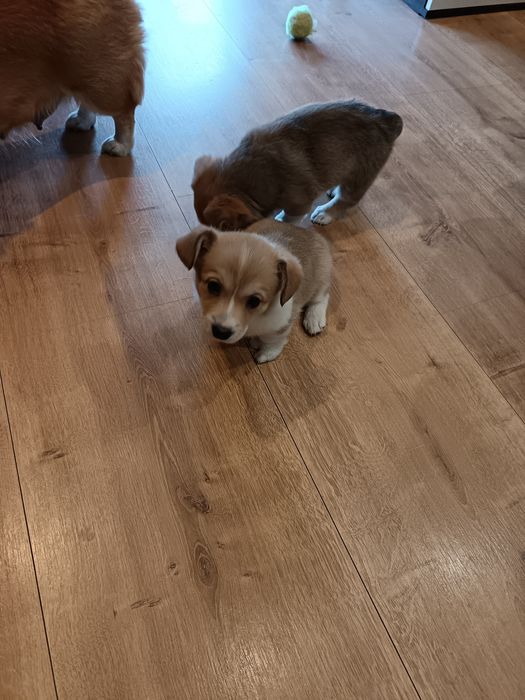 Корги Пембург бебета