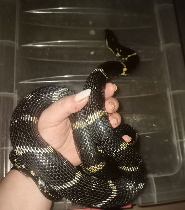 Продам ручной полоз