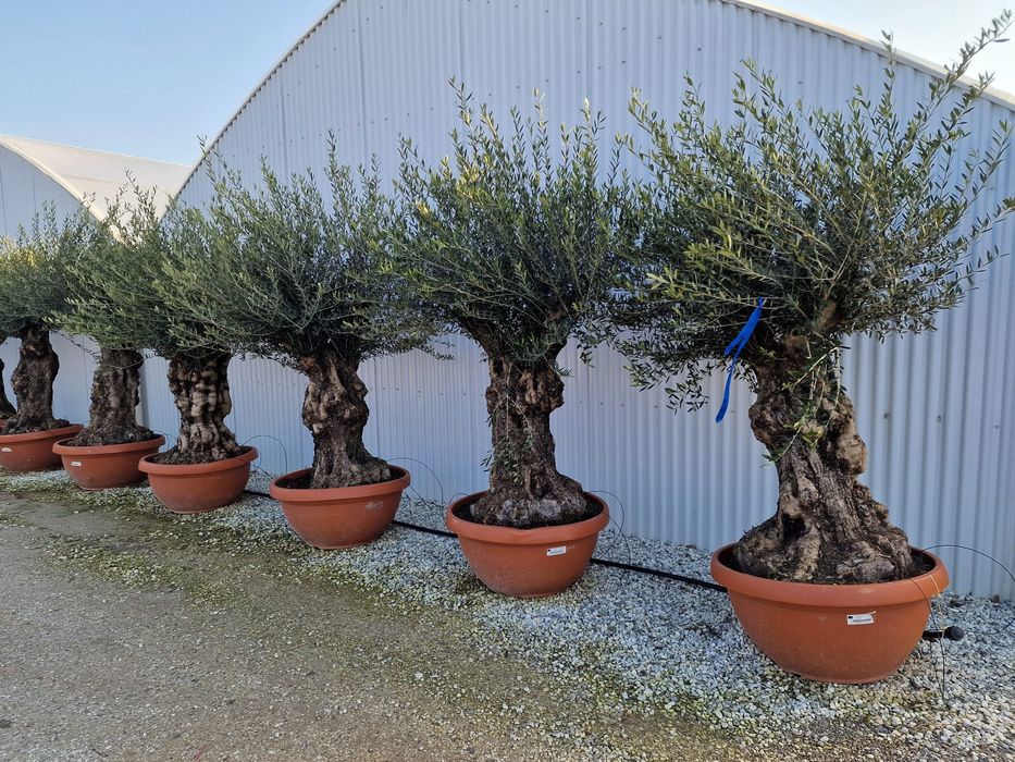 Vand maslini seculari ( olea europaea ) Cluj-Napoca • OLX.ro