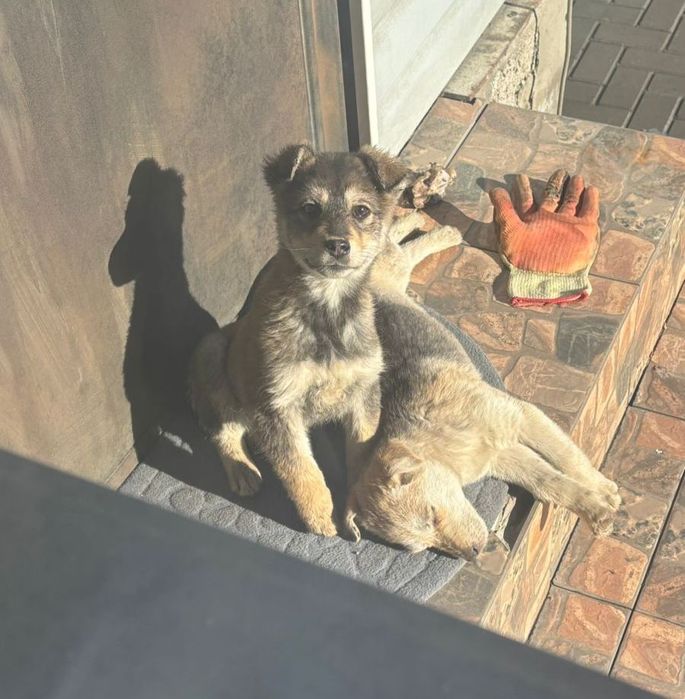 Веселые щенята 2