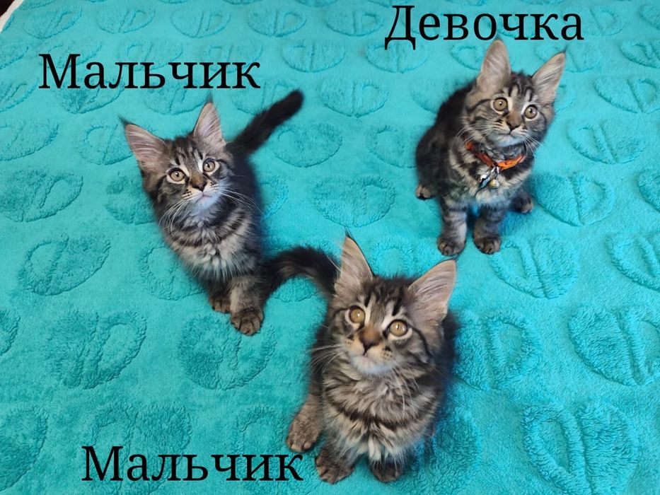 Мейн-Кун котята .