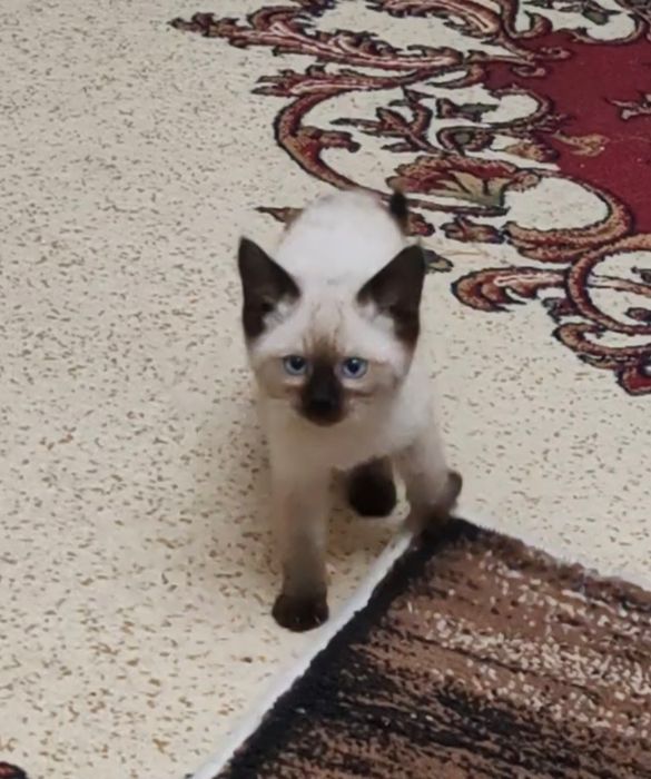 Котятки сиамские, чистокровные