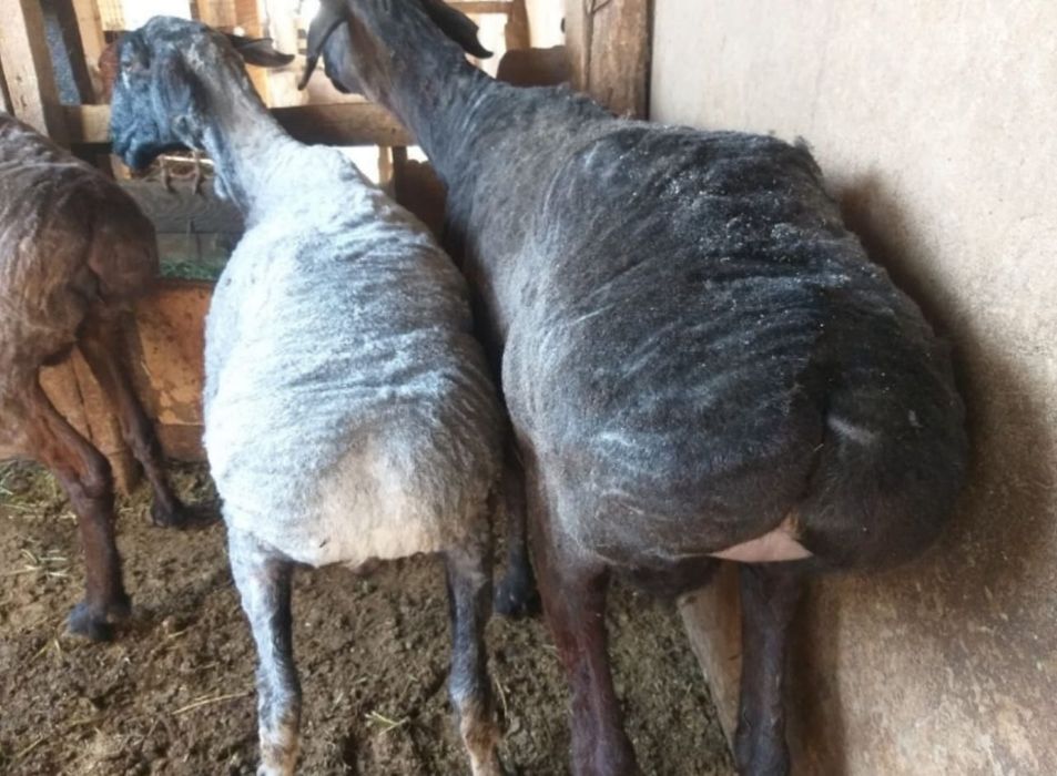 Семіз қойлар тоқтылар