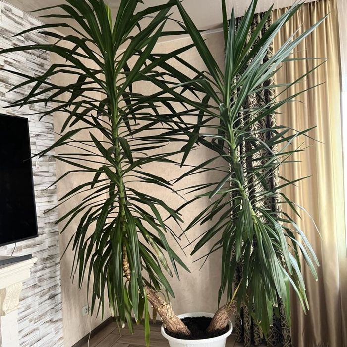 Продам домашние цветы