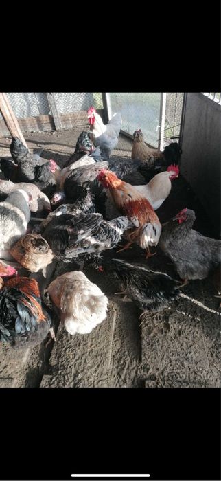 Продавам млади петли