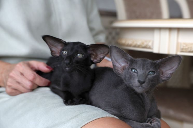 Ориентальные котята  с родословной